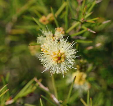 Sivun Melaleuca nodosa (Gaertn.) Sm. kuva