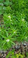 Sivun Achillea biserrata M. Bieb. kuva