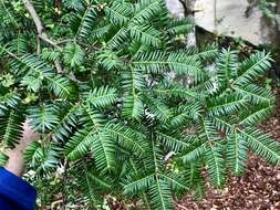 Image of Japanese Nutmeg Tree