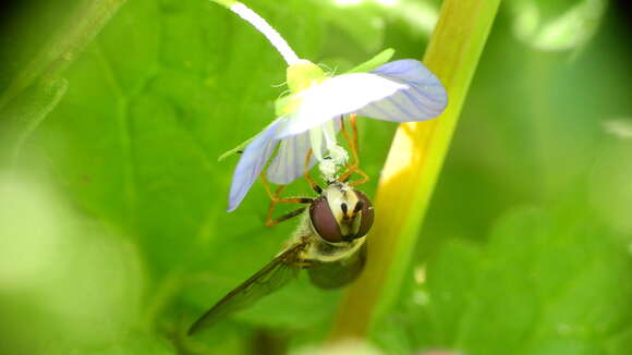 Image of Syrphus reedi Shannon 1927