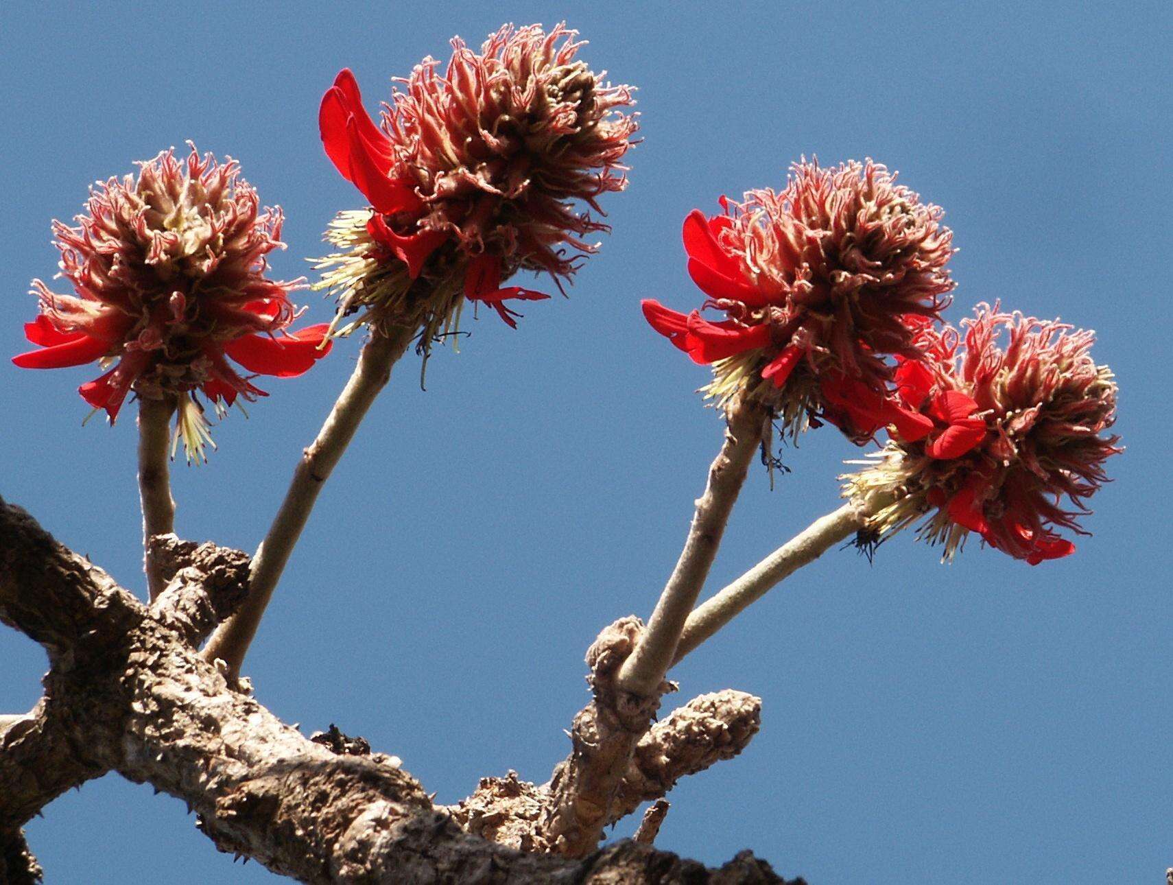 Image of Broad-leaved coral-tree