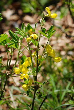 Image de Cytisus emeriflorus Rchb.