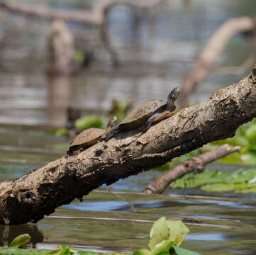 Image of River Cooter