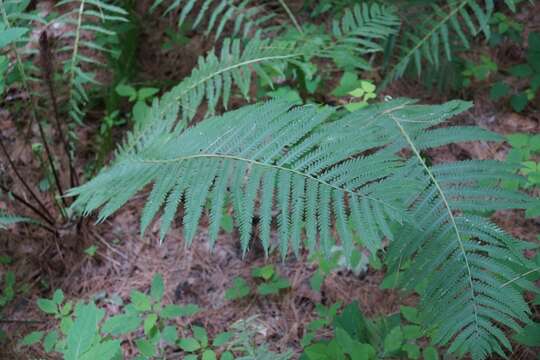 Image of ostrich fern