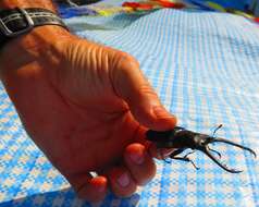 Image of Giraffe stag beetle