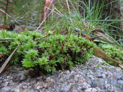 Imagem de <i>Rosulabryum billardierei</i>