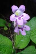 Plancia ëd Streptocarpus cyaneus subsp. cyaneus