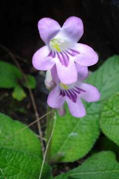 Plancia ëd Streptocarpus cyaneus subsp. cyaneus