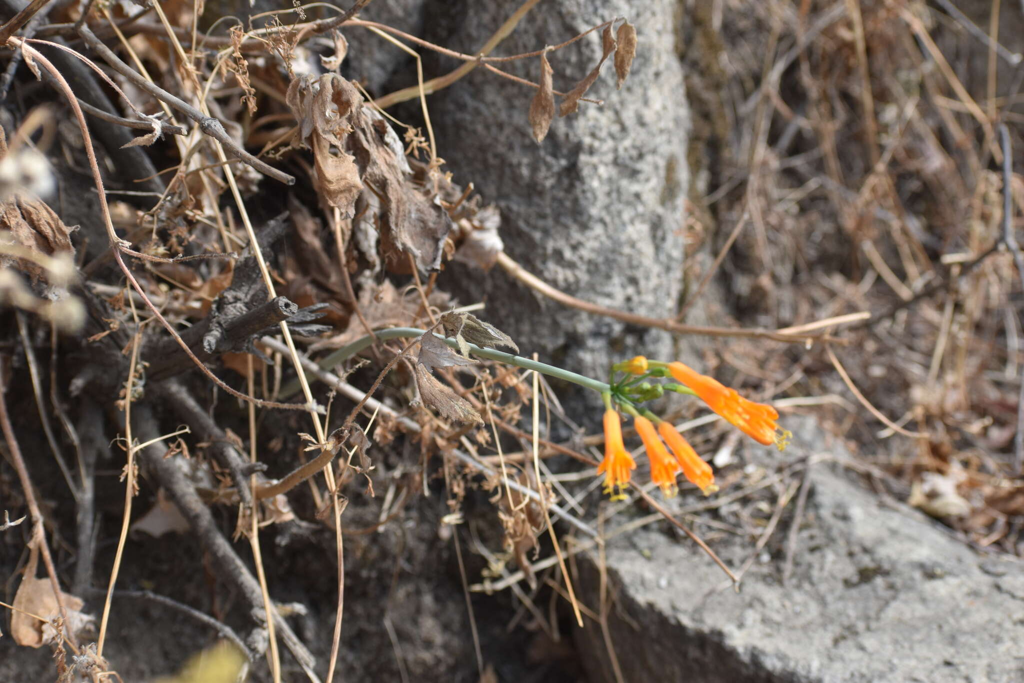 Image of Stenomesson flavum (Ruiz & Pav.) Herb.