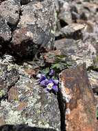 Image of Rocky Mountain blue columbine