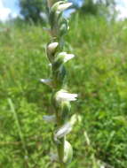 Image of Spring lady's tresses