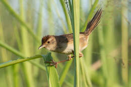 Cincloramphus timoriensis (Wallace 1864) resmi