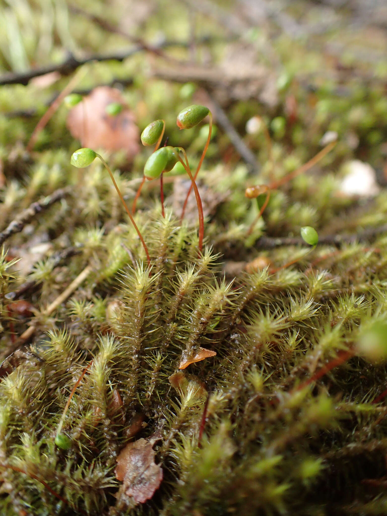 Imagem de Breutelia pendula Mitten 1859