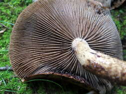 Hemistropharia resmi