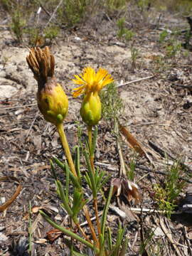 Image of Pteronia tenuifolia DC.