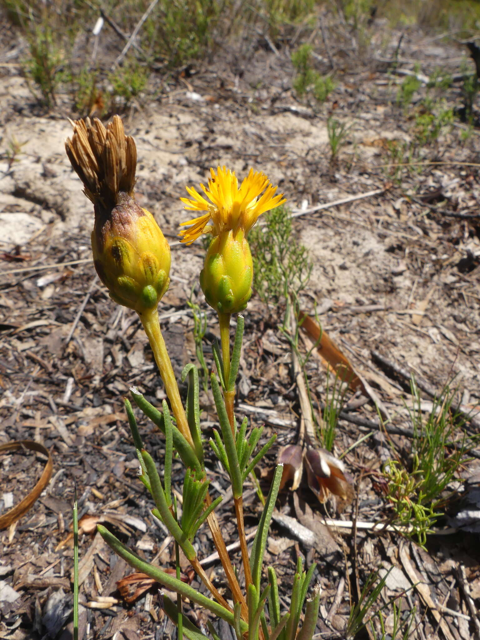 Sivun Pteronia tenuifolia DC. kuva