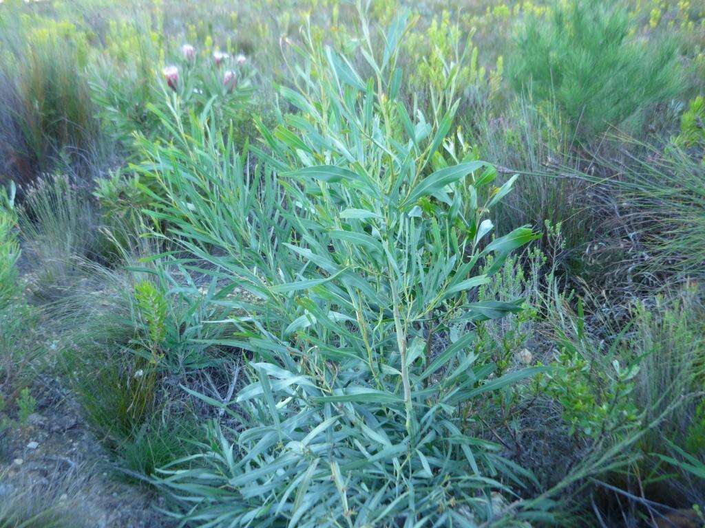 Image of orange wattle