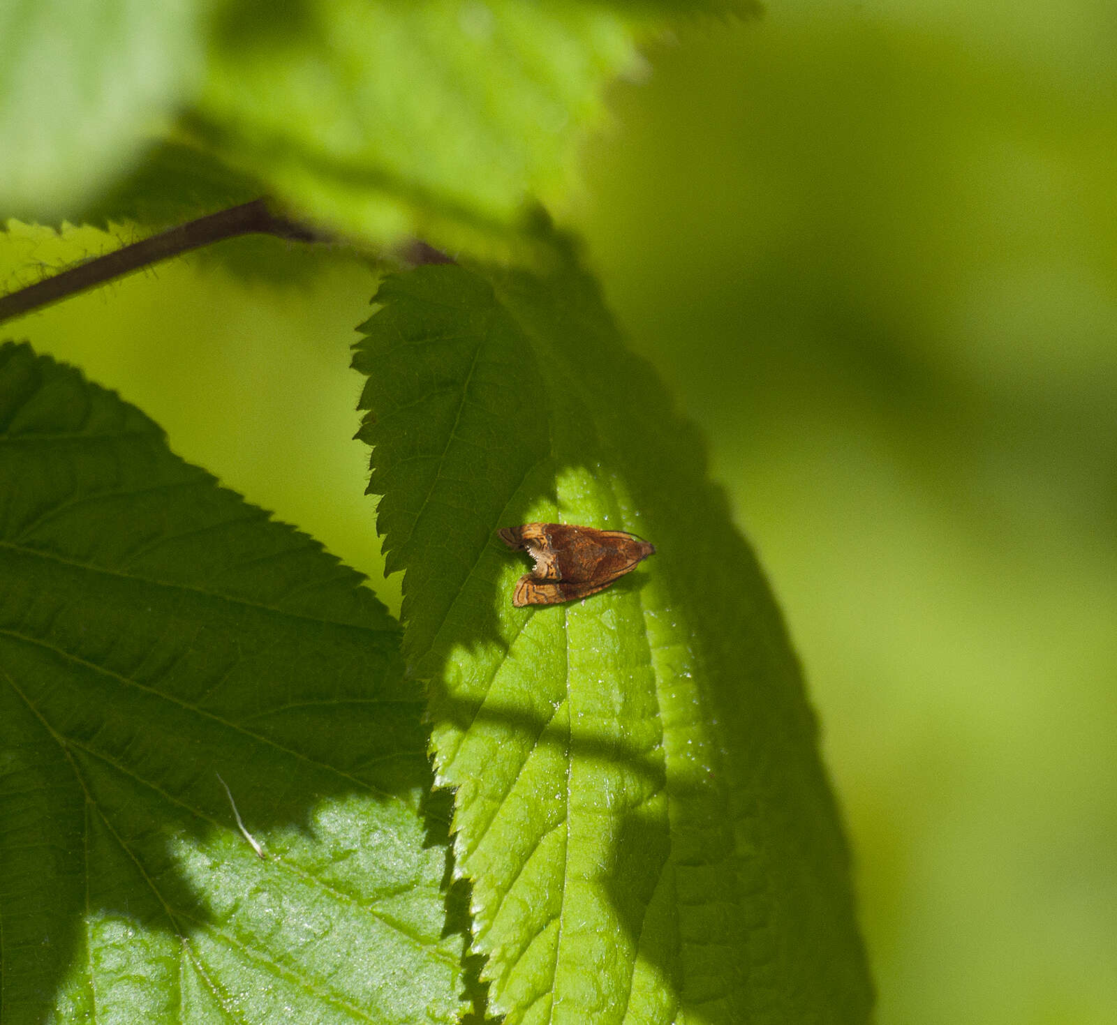 Слика од Eucosmomorpha albersana