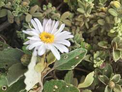 Image de Olearia tomentosa (Wendl.) DC.