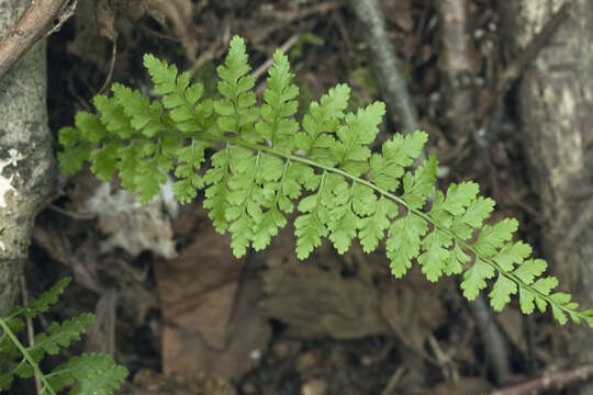 Plancia ëd Asplenium incisum Thunb.