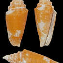 Image of Conus polongimarumai Kosuge 1980