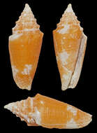 Image of Conus polongimarumai Kosuge 1980