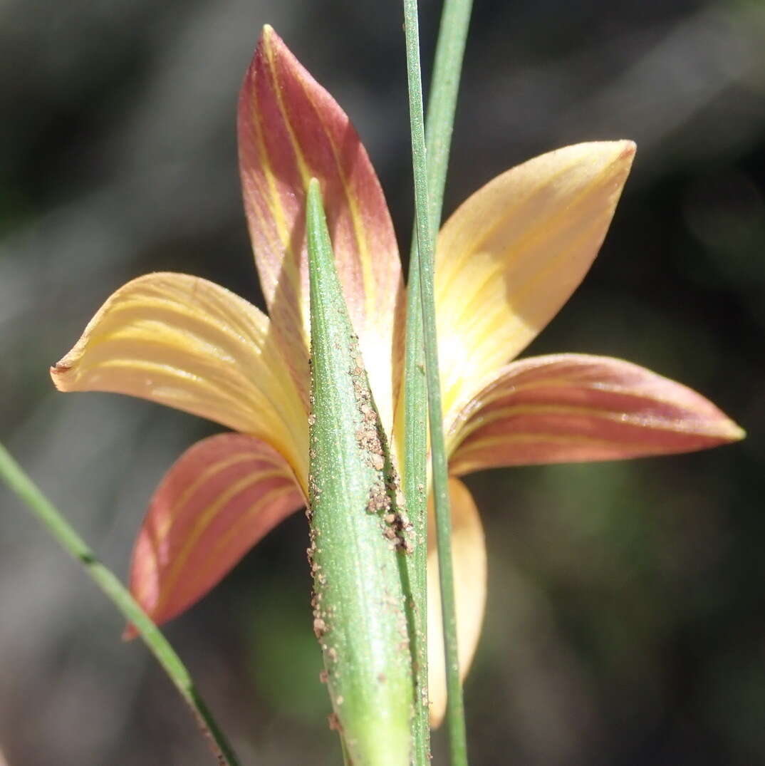 Image of Romulea setifolia var. setifolia