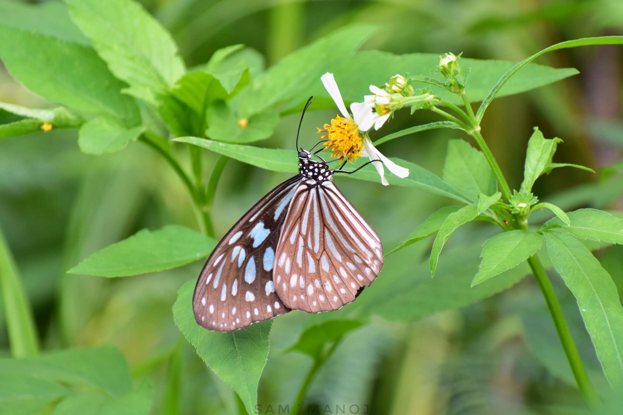 Image of Ideopsis similis Linnaeus 1758