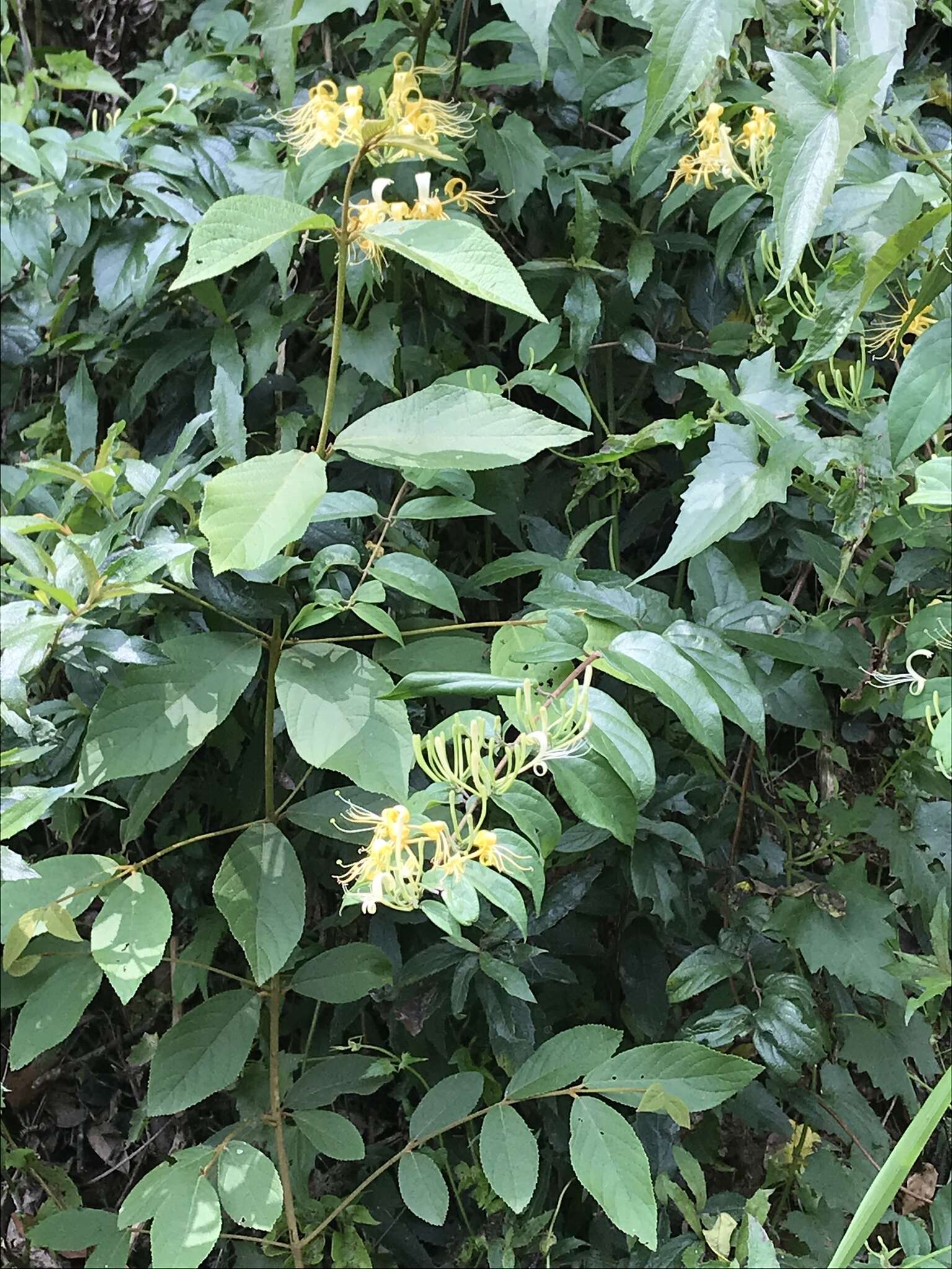 Image of Lonicera hypoglauca Miq.