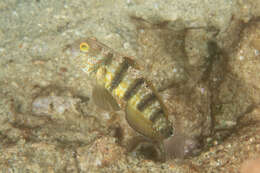 صورة Amblygobius sphynx (Valenciennes 1837)