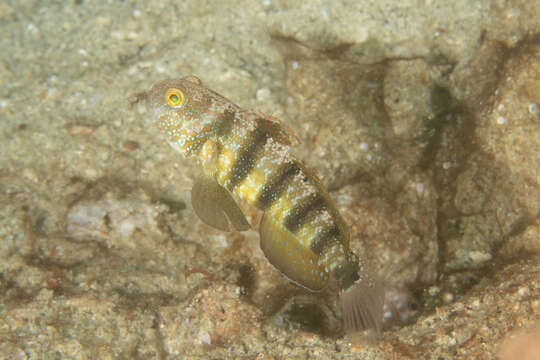 Image de Amblygobius sphynx (Valenciennes 1837)