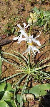 Image of Anthericum baeticum (Boiss.) Boiss.