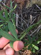 Image of broadleaf lupine