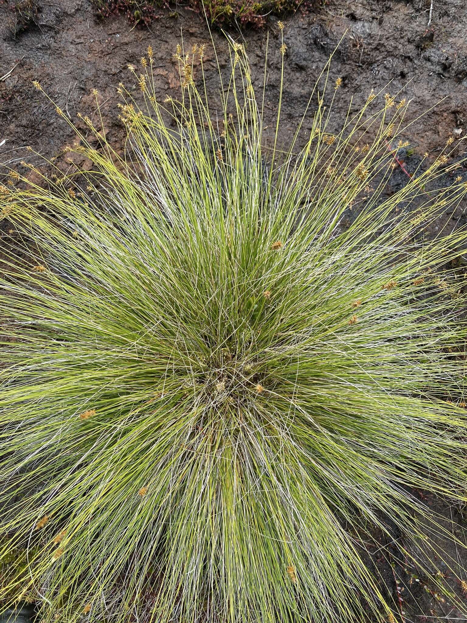 Image of Coastal sedge