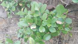 Image of Gymnosporia procumbens (L. fil.) Loes.