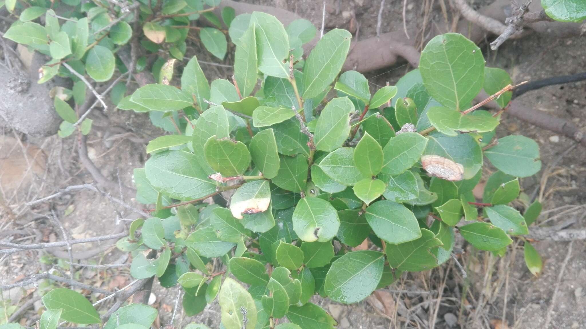 Image of Gymnosporia procumbens (L. fil.) Loes.