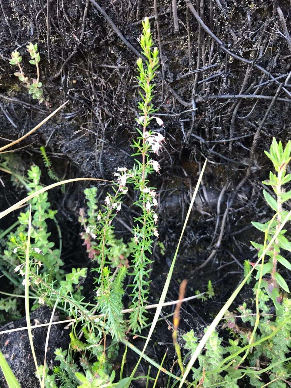 Image of Erica fuscescens (Klotzsch) E. G. H. Oliver