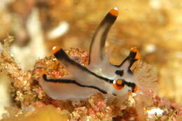 Image of Orange tip black line grey slug