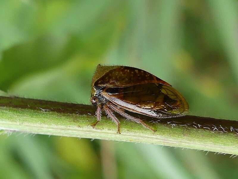 Image of Stictocephala basalis Walker