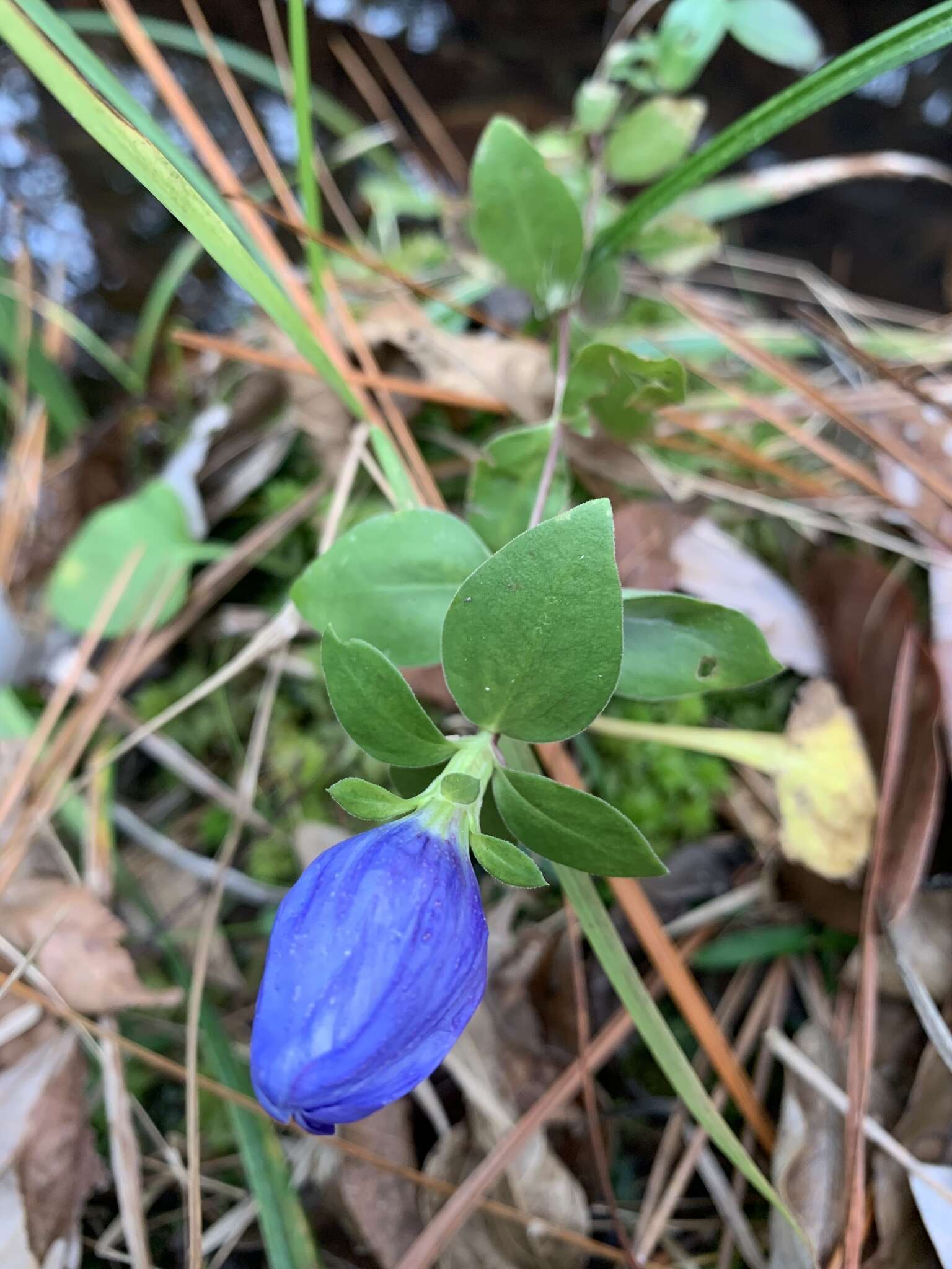 Imagem de Gentiana saponaria L.