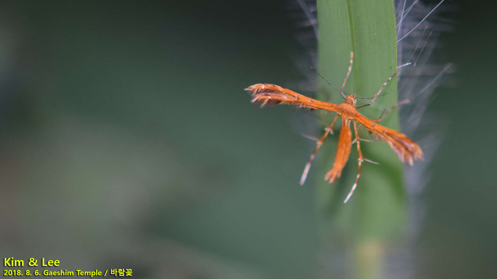 Stenodacma pyrrhodes (Meyrick 1889) resmi