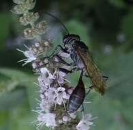 صورة Sphex pruinosus Germar 1817