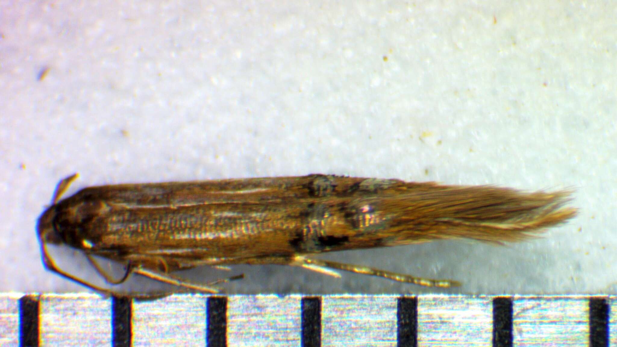 Image of Cosmopterix fernaldella Walsingham 1882