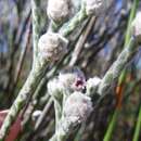 Image of Brunia phylicoides Thunb.