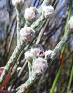 صورة Brunia phylicoides Thunb.