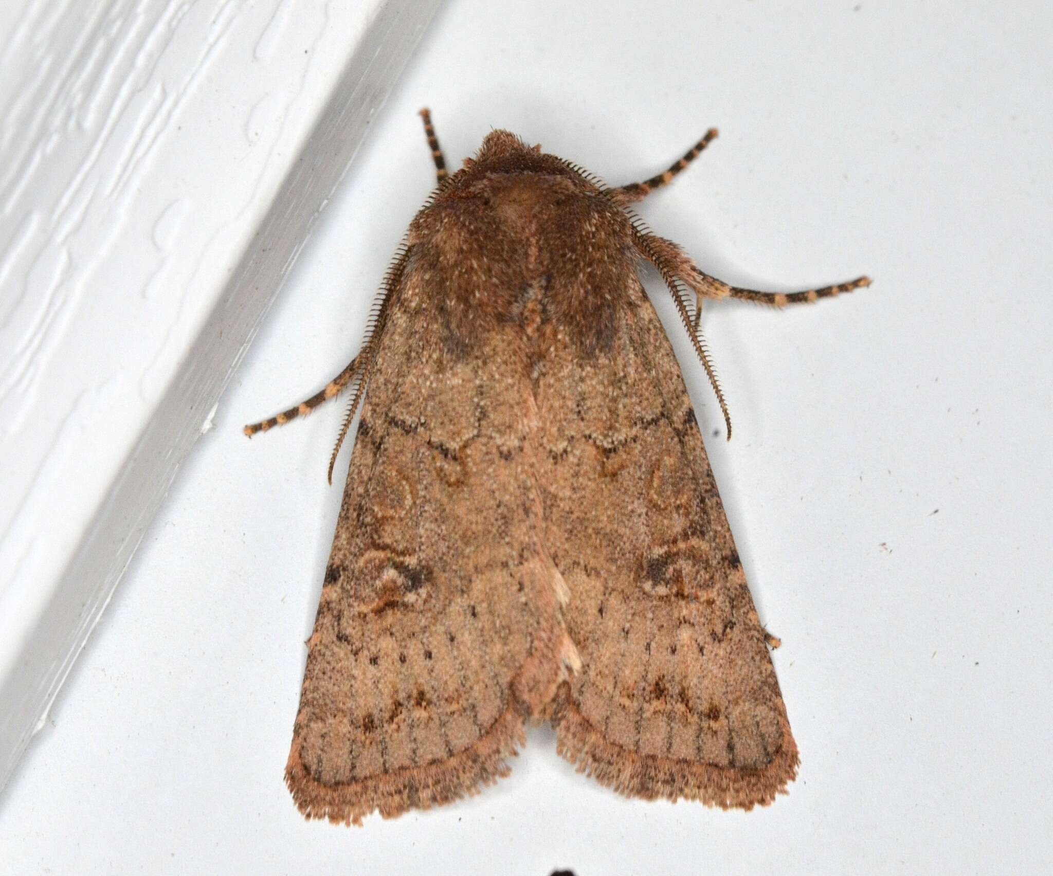 Image of Banded Quaker