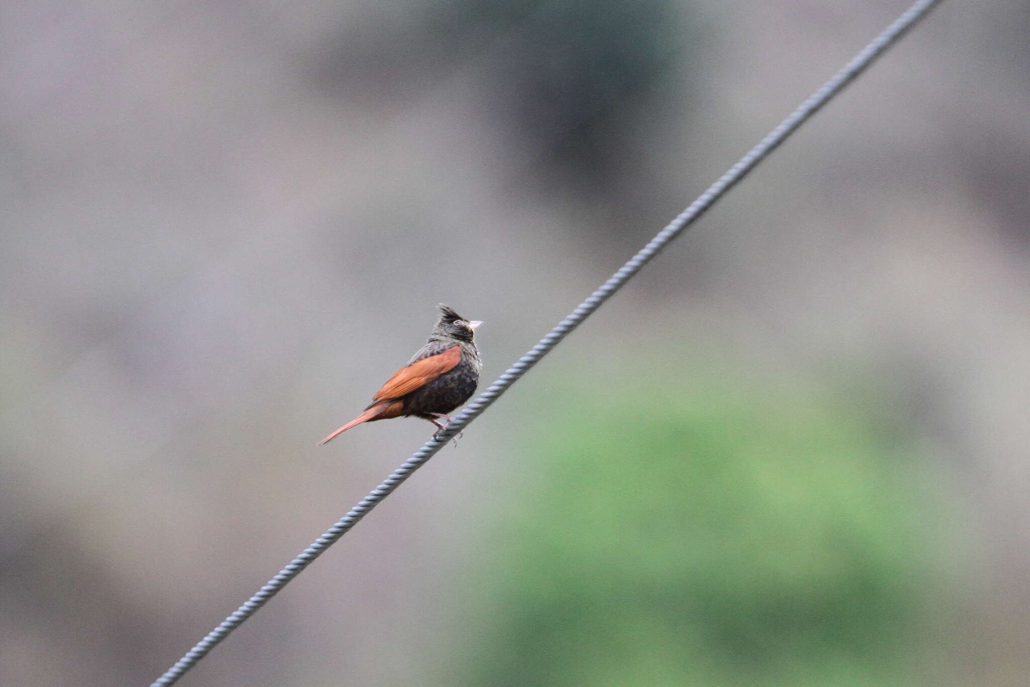 Plancia ëd Emberiza lathami Gray & JE 1831