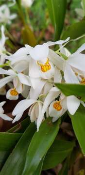 Image of Coelogyne nitida (Wall. ex D. Don) Lindl.