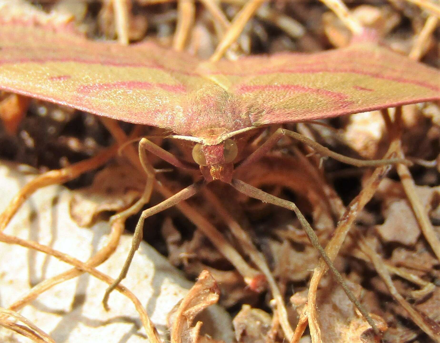 Image of Rhodostrophia cretacaria Rebel 1916