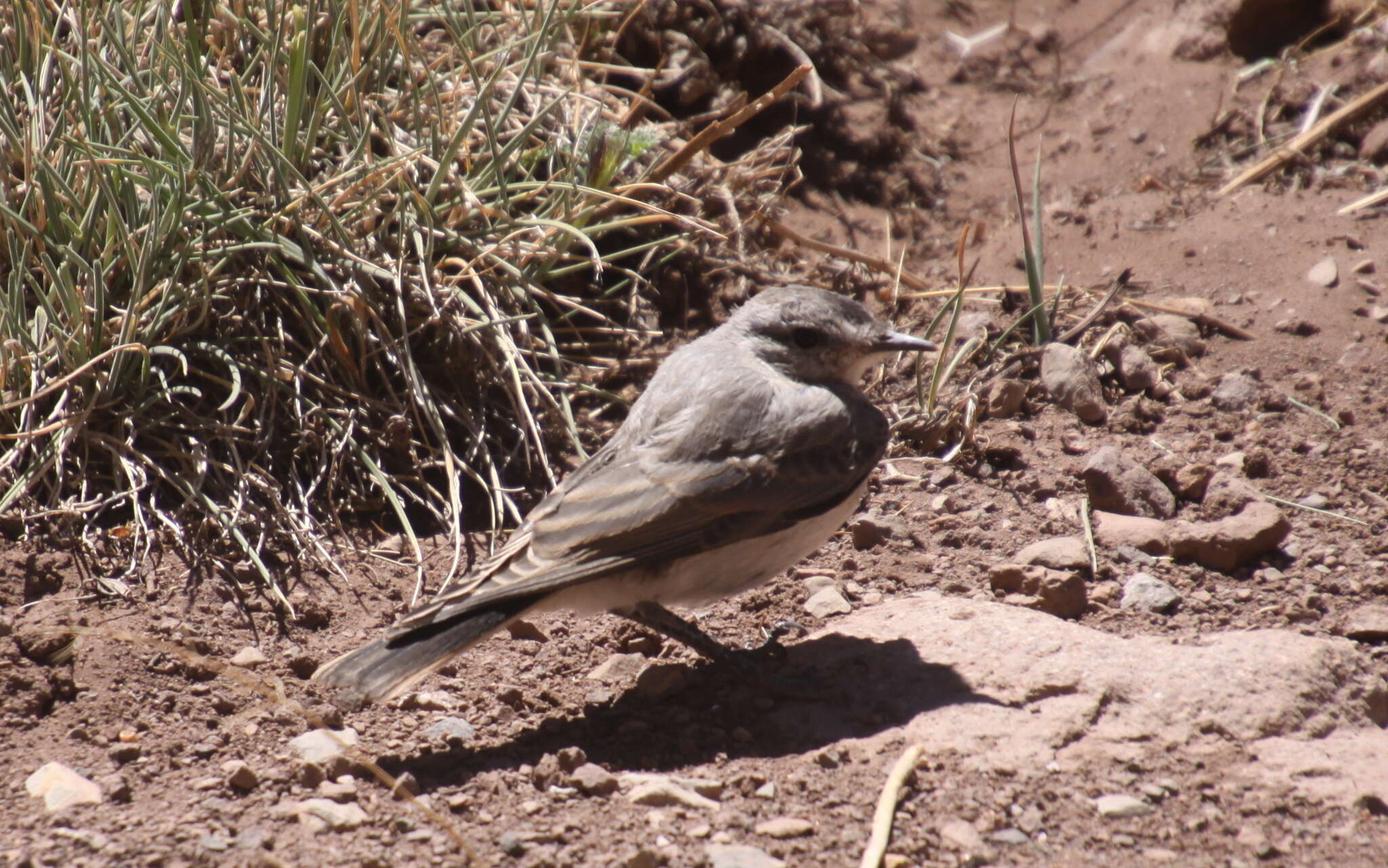 Image of Black-fronted Ground Tyrant